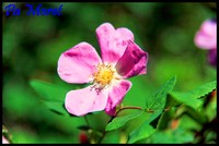 Fleur couleur rose