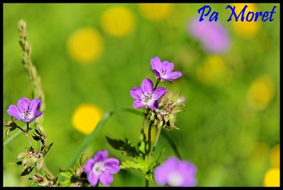 Fleur violette des champs — PAMORET