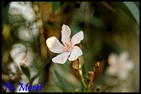 Petite fleur blanche