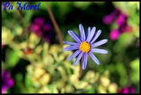 Petite fleur bleu