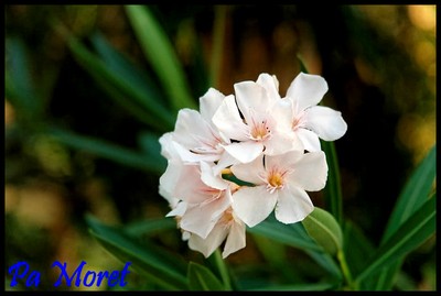 Petite fleurs blanche