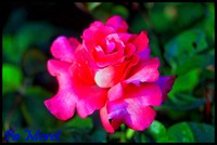 Rose de couleur rose