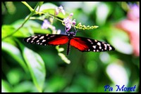 Papillon ailes déployées
