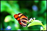 Papillon orange lignes noir blanc