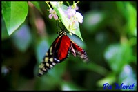 papillon orange noir