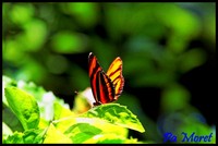 Papillon orange trais noir